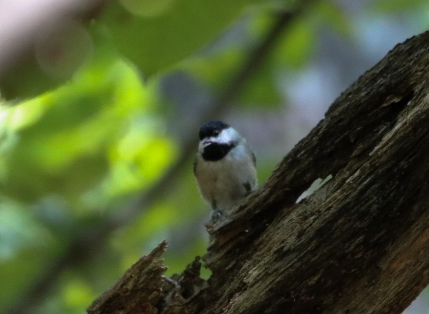 Carolina Chickadee - ML366143821