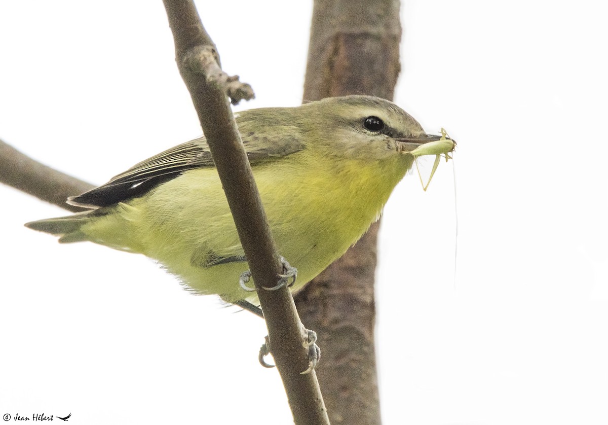Philadelphia Vireo - ML366143841