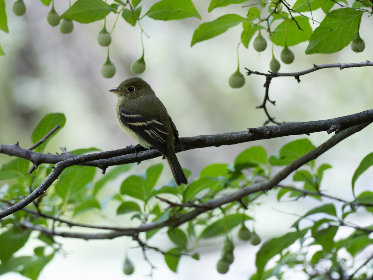 Yellow-bellied Flycatcher - Sara Stokes