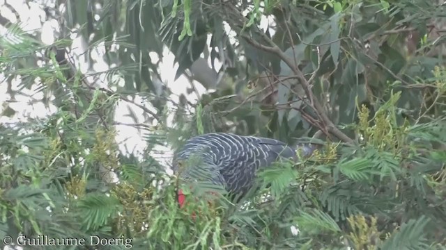 Gang-gang Cockatoo - ML366145211