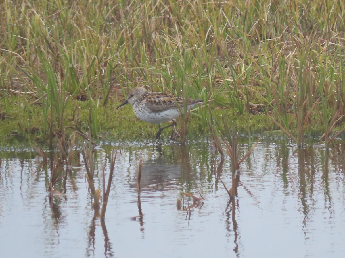 Western Sandpiper - Diane Bricmont