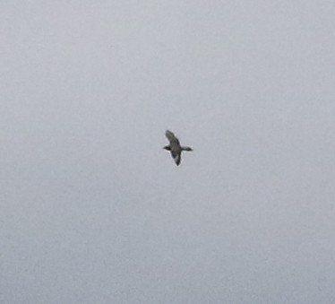 Long-tailed Jaeger - Cameron Rutt