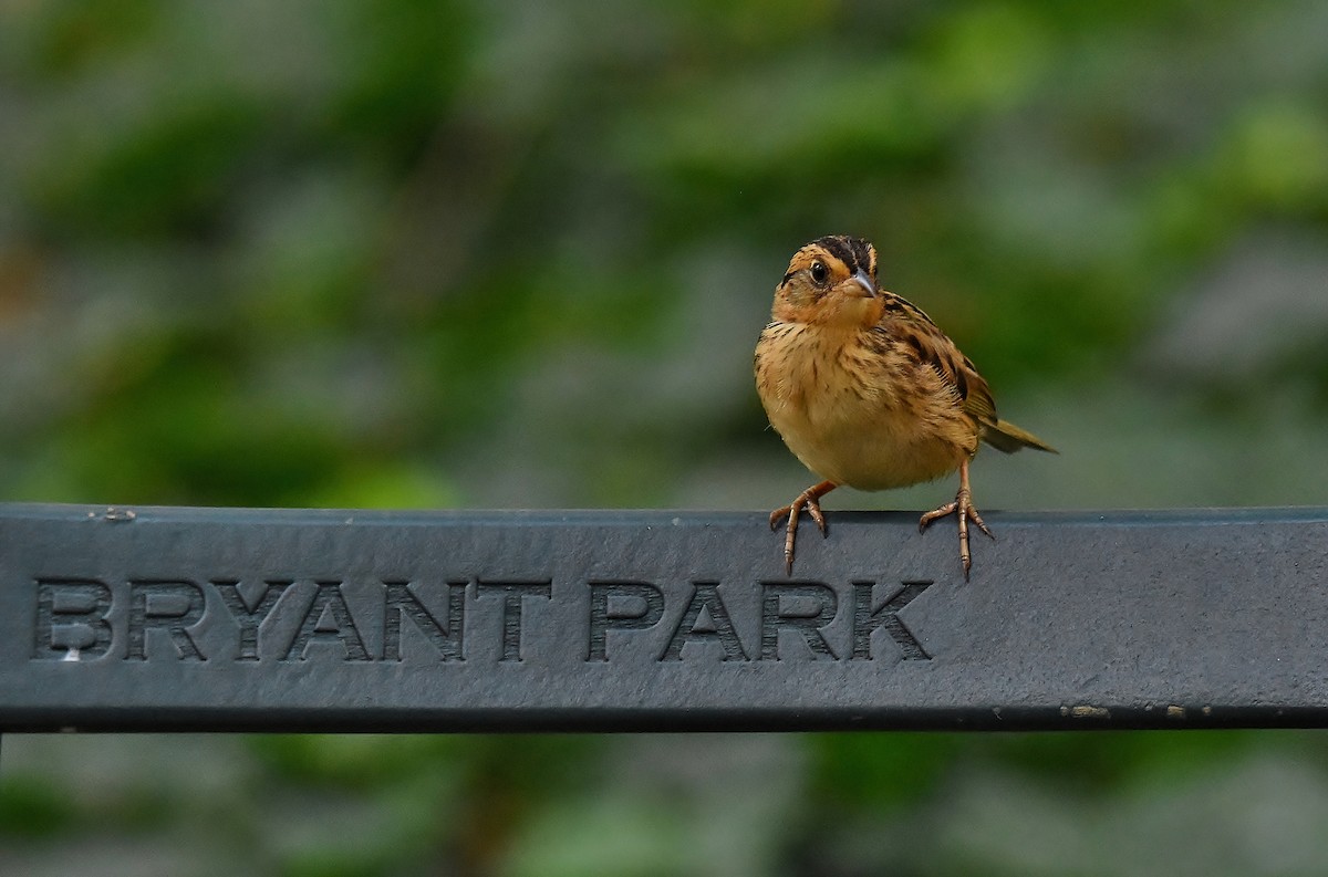 Saltmarsh Sparrow - Gigi A