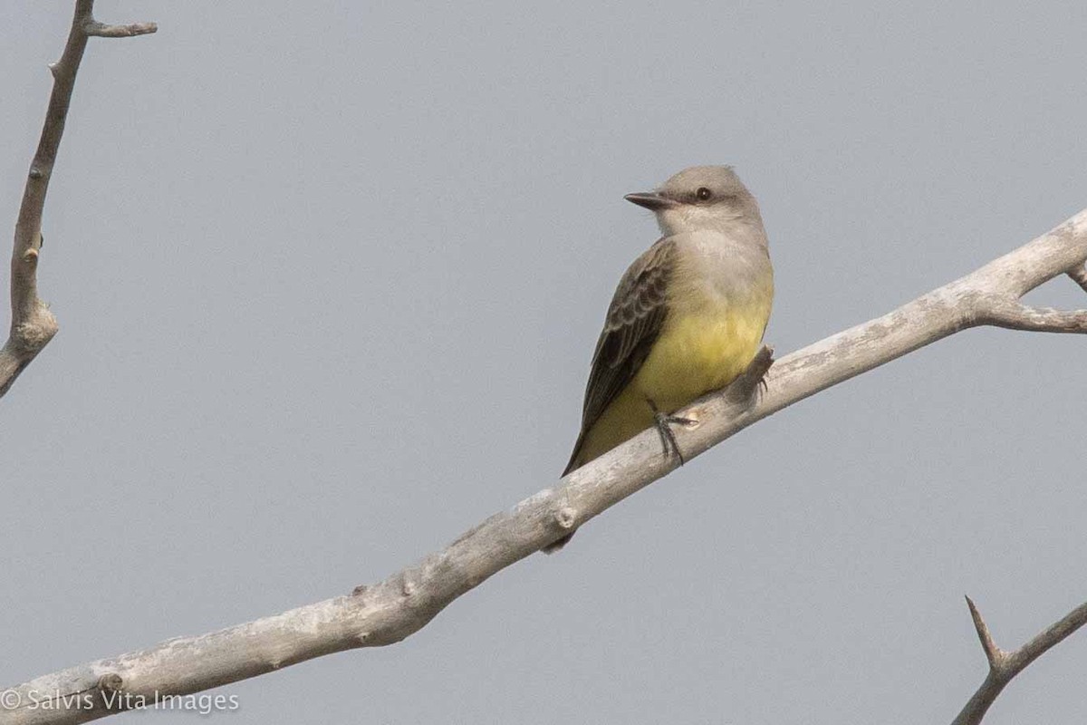 Western Kingbird - Alexia S.(wkingfisher)