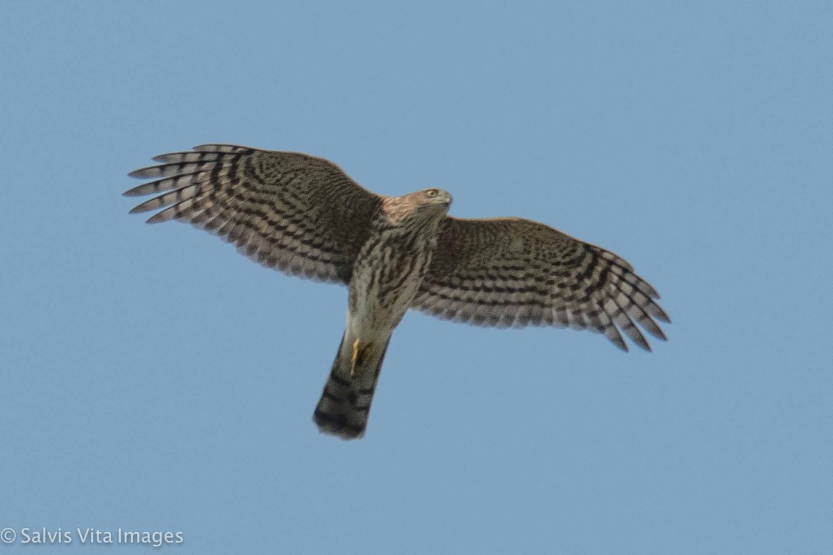 Sharp-shinned Hawk - ML366149031