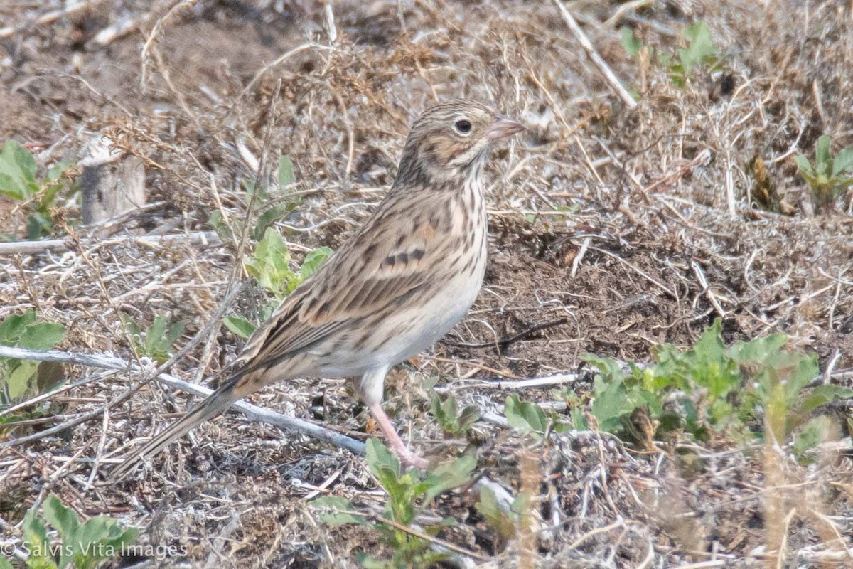 Vesper Sparrow - ML366149121