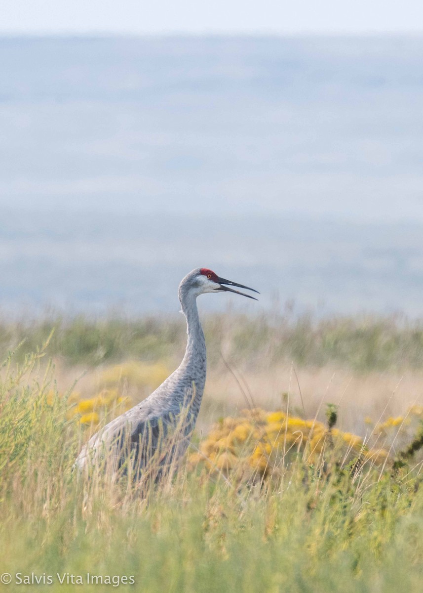 Sandhill Crane - ML366149221