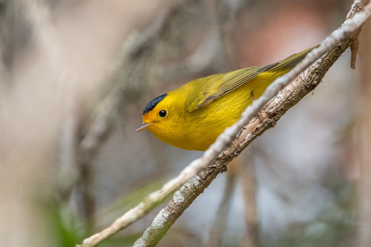 Wilson's Warbler (chryseola) - ML366151881