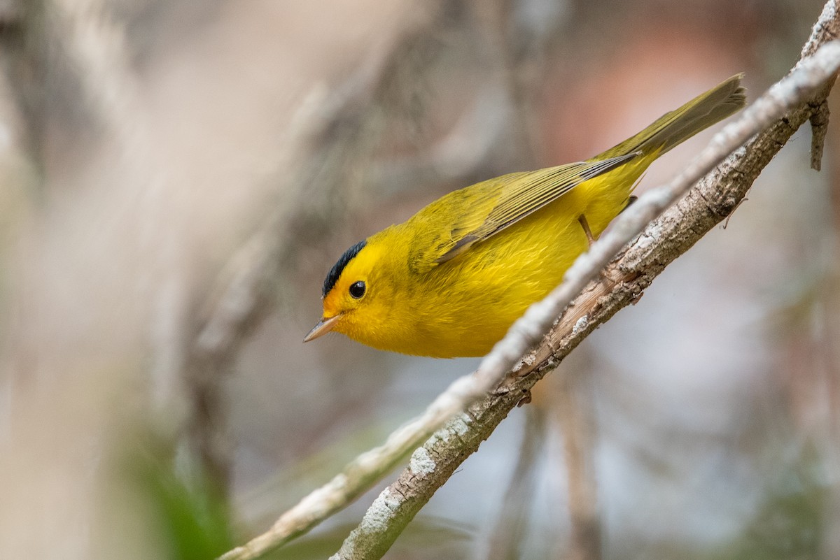 Wilson's Warbler (chryseola) - ML366151941