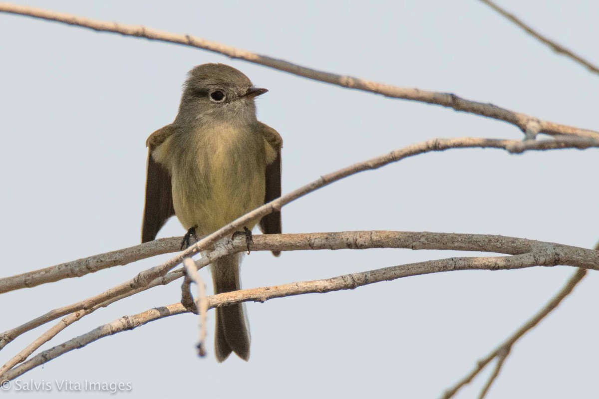 Hammond's Flycatcher - ML366152211