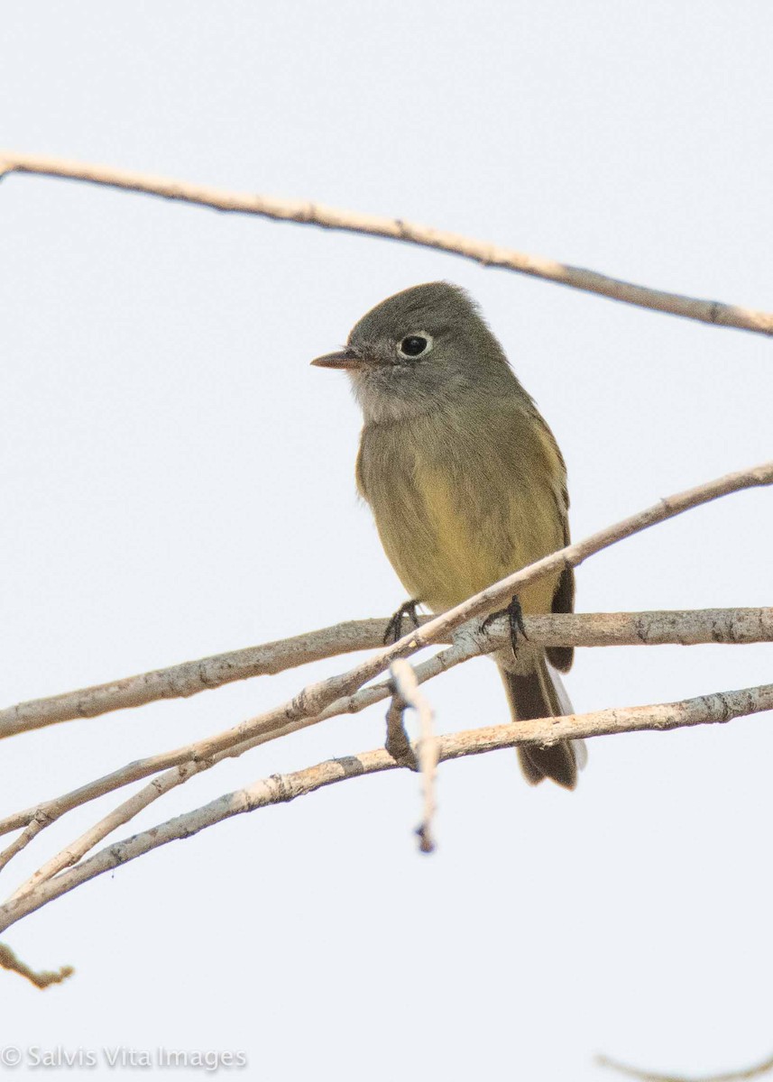 Hammond's Flycatcher - ML366152221