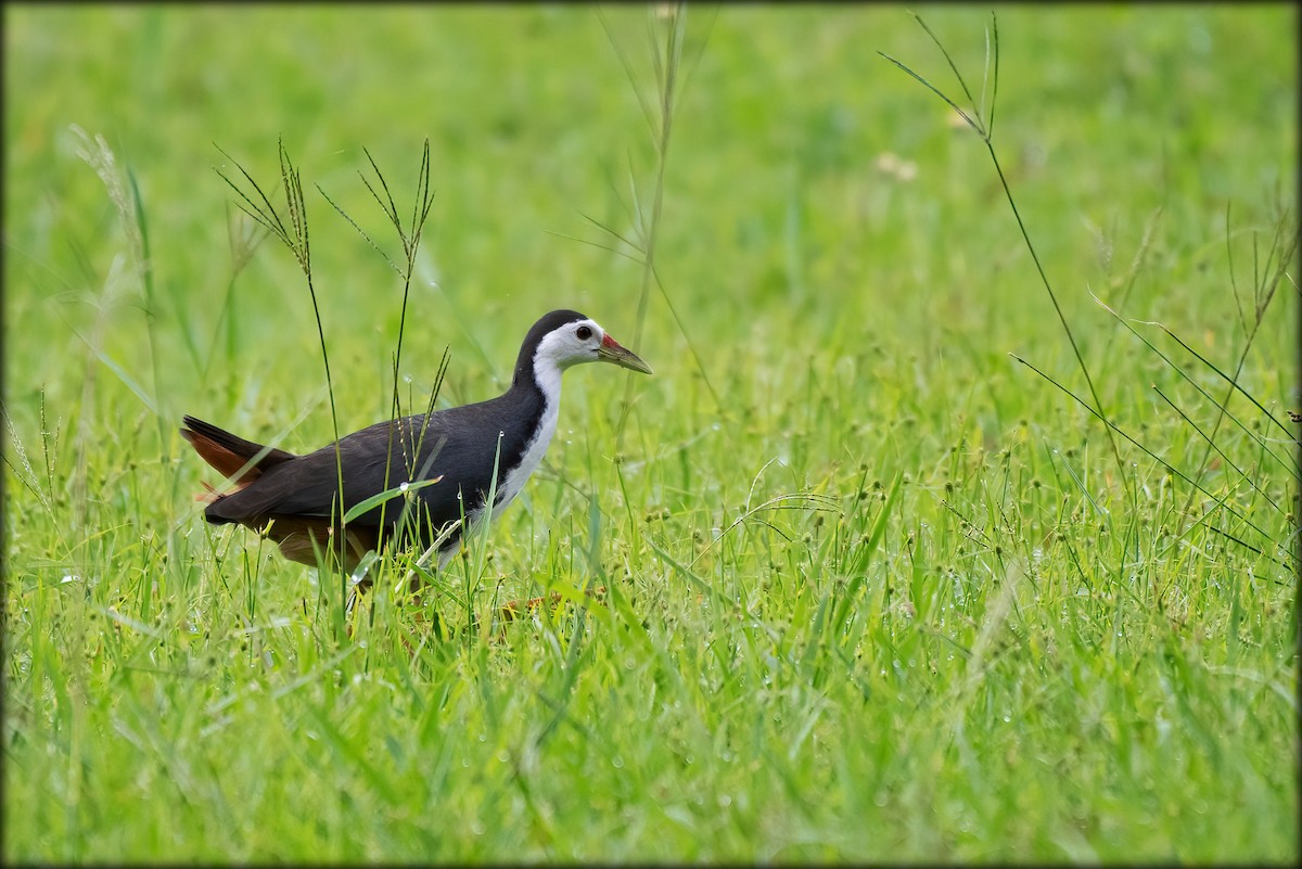 White-breasted Waterhen - ML366153441