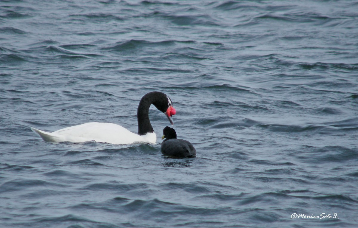 Black-necked Swan - ML366154011