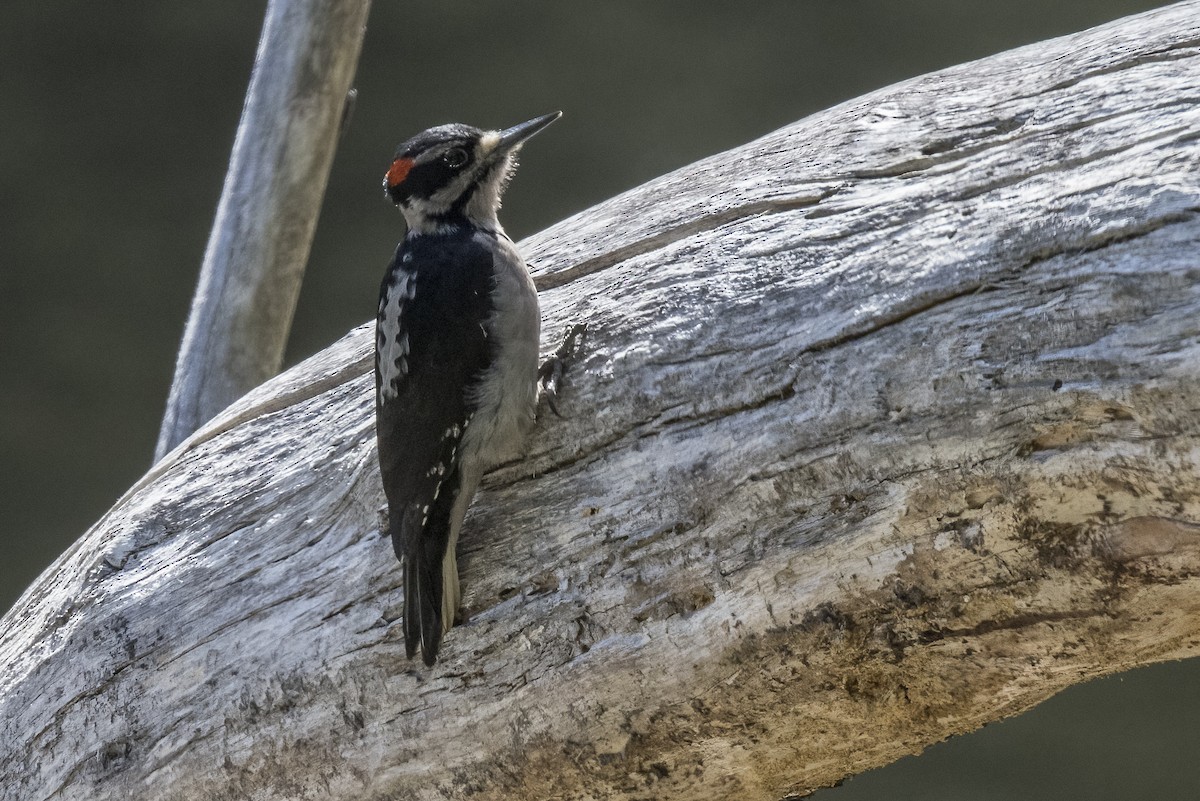 Hairy Woodpecker - ML366156061