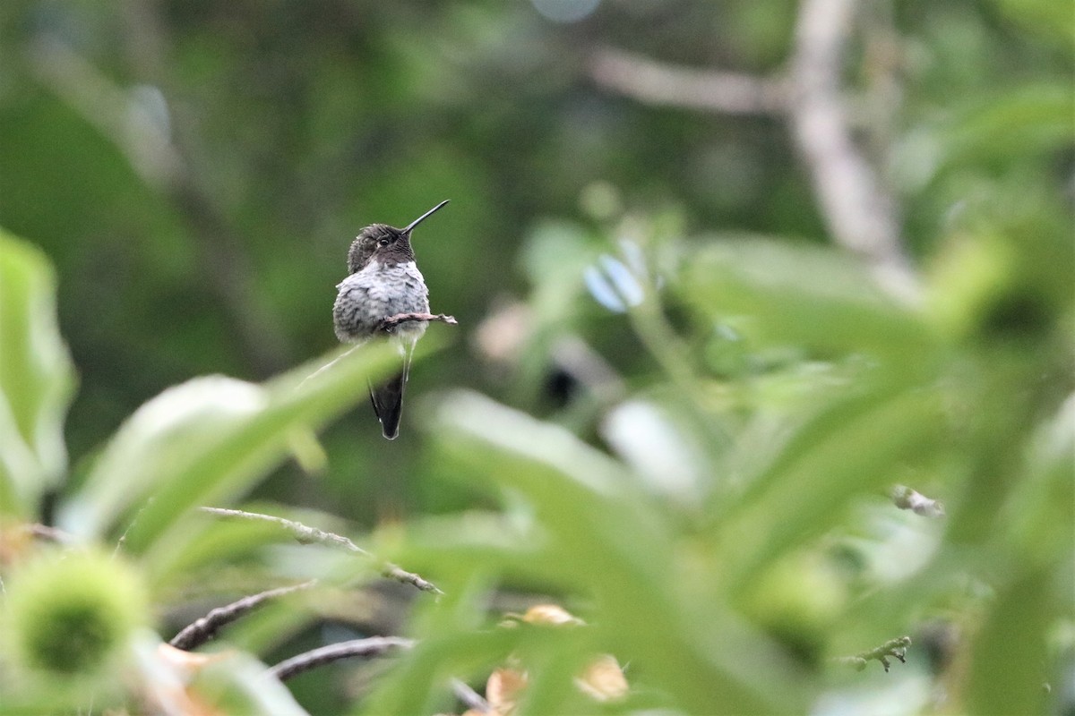 Anna's Hummingbird - ML366160221