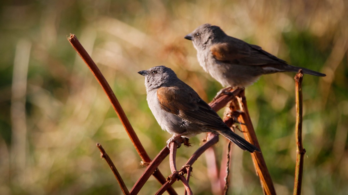 Swainson's Sparrow - ML366160511