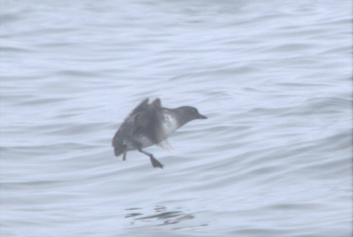 Cassin's Auklet - ML366161061