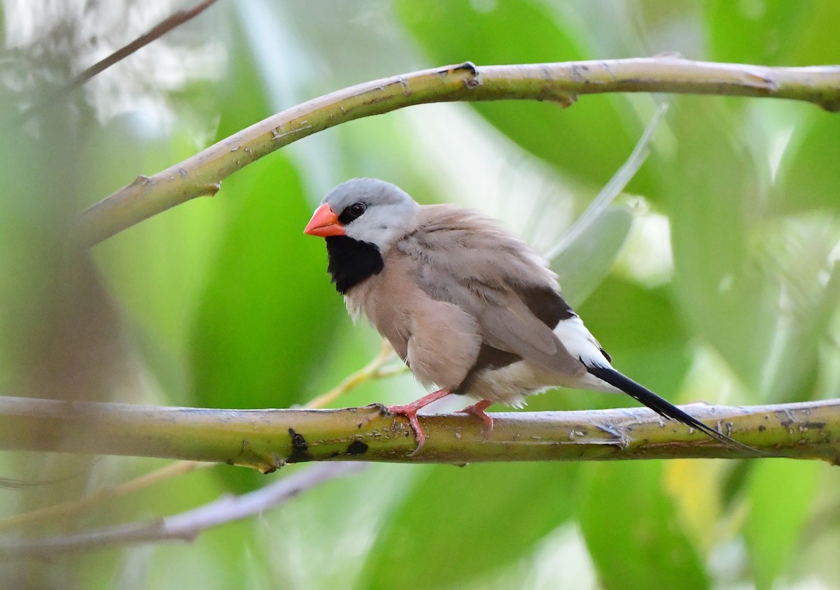 Long-tailed Finch - ML366162151