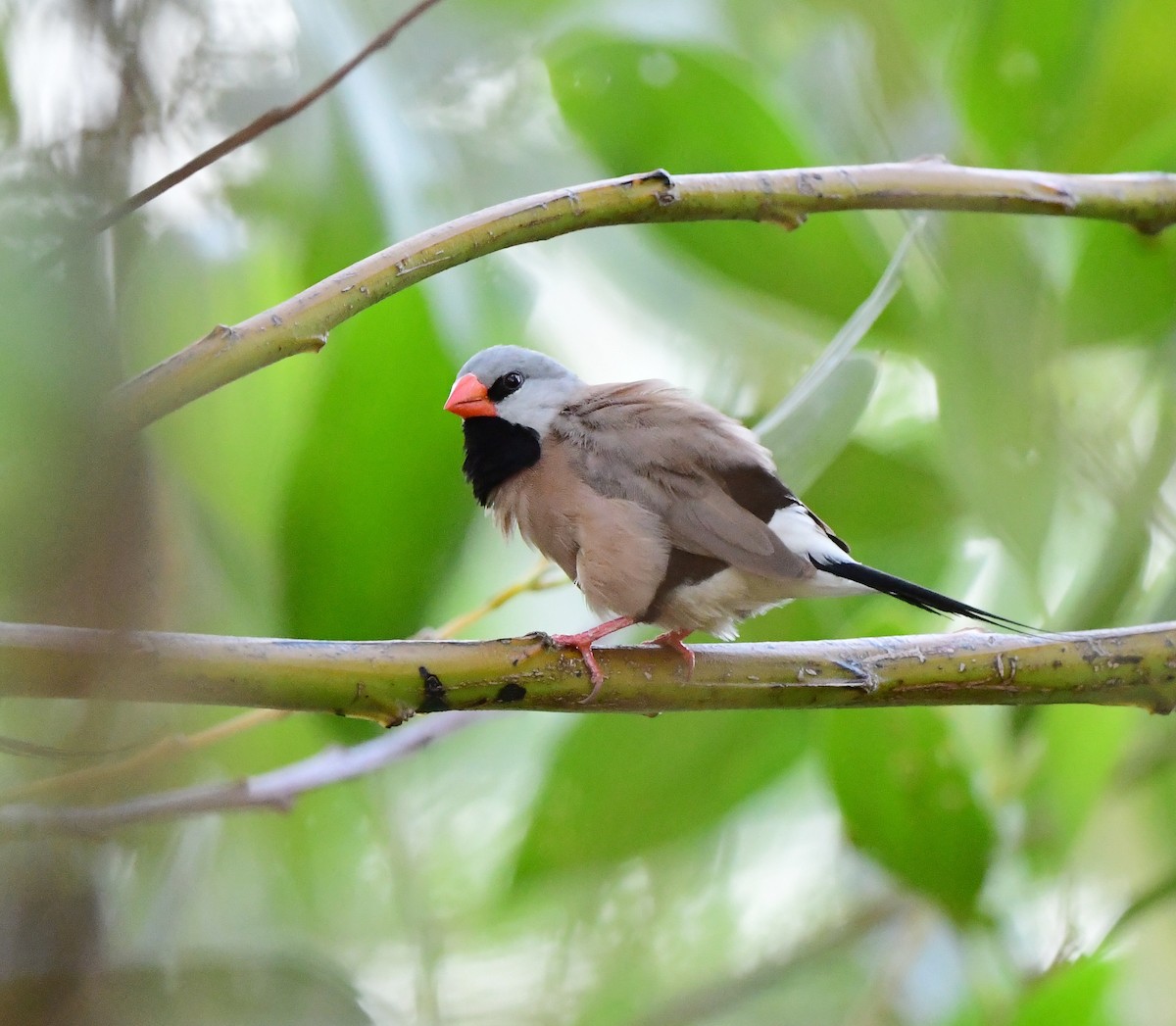 Long-tailed Finch - ML366162161