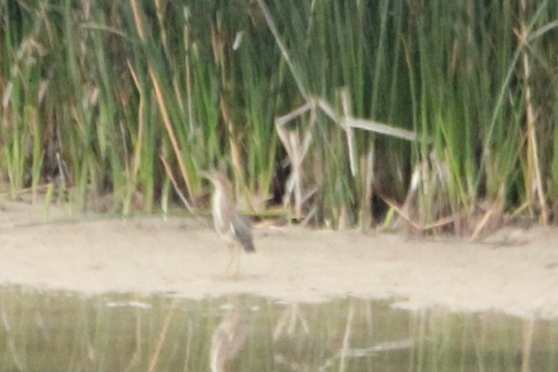 Green Heron - ML366162511