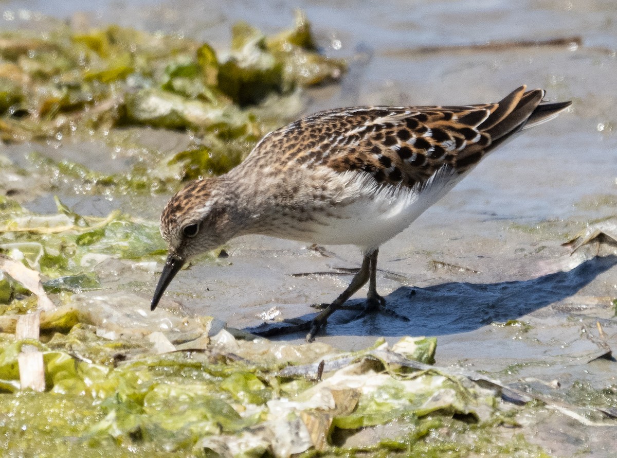 Least Sandpiper - ML366167621