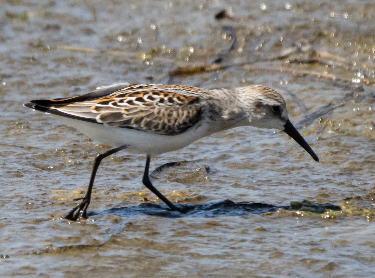 Western Sandpiper - ML366167771