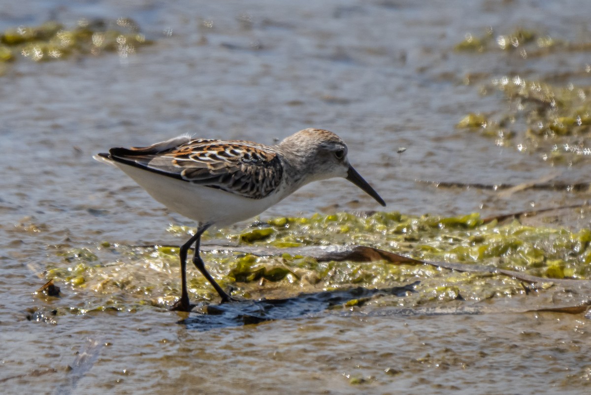 Western Sandpiper - ML366167801