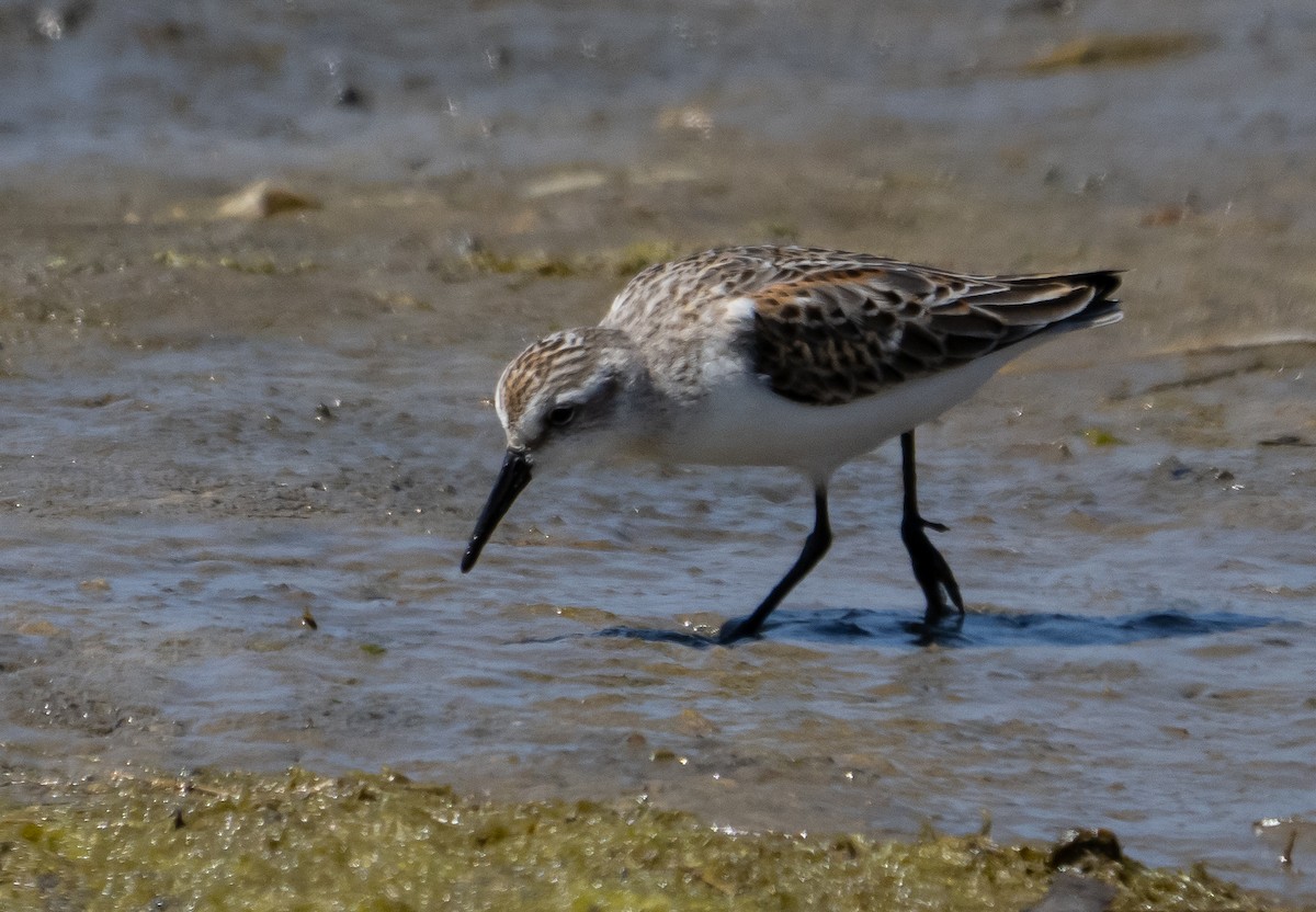 Western Sandpiper - ML366167911