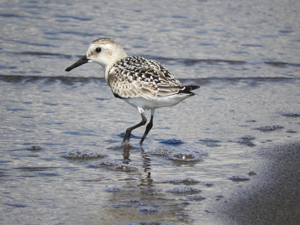 Bécasseau sanderling - ML366169741