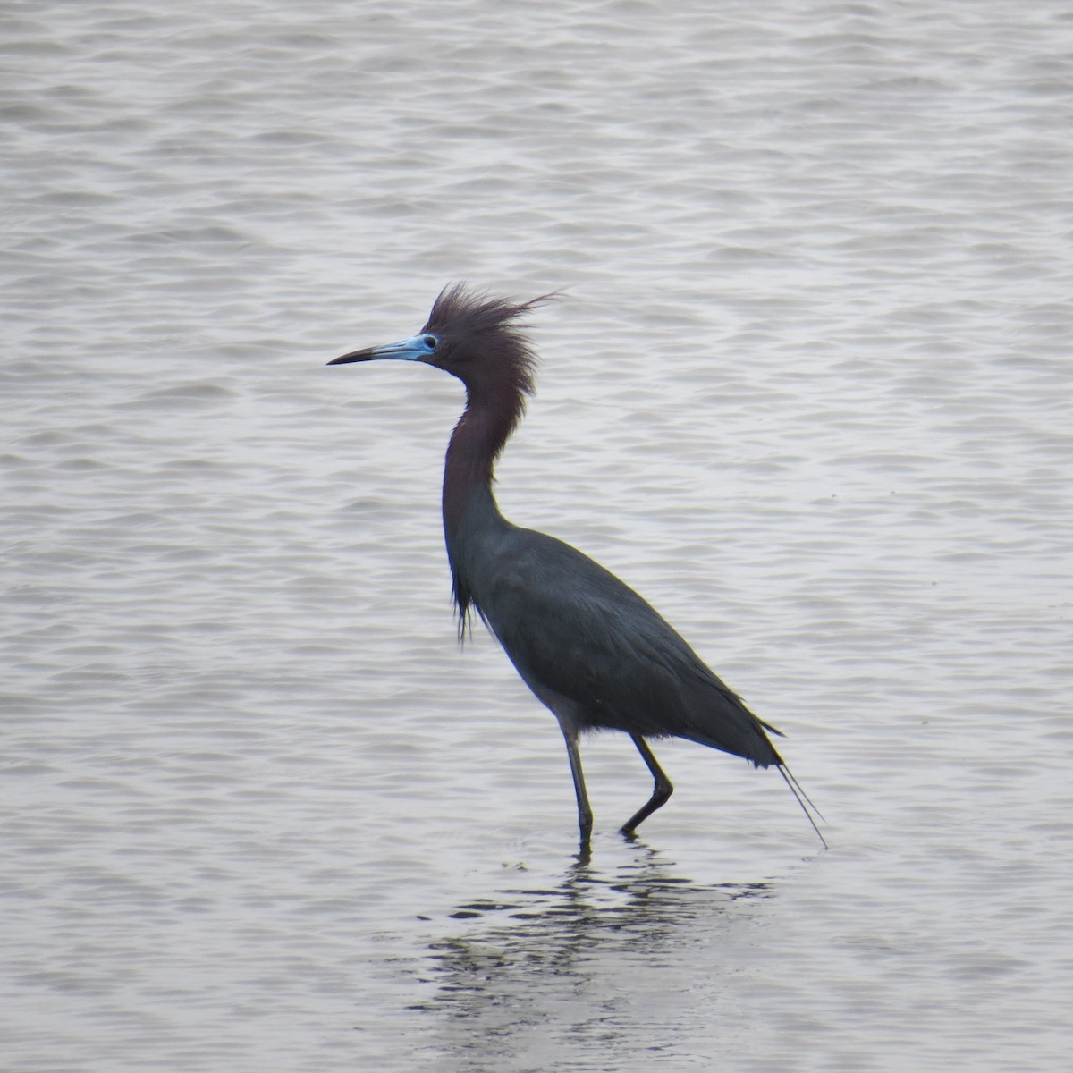 Little Blue Heron - ML36617001