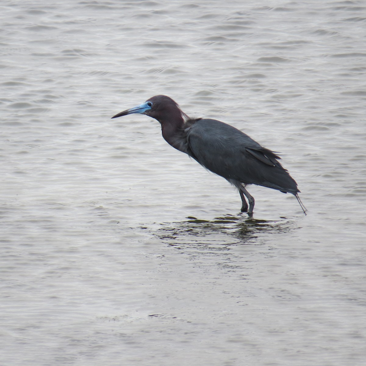 Little Blue Heron - ML36617011