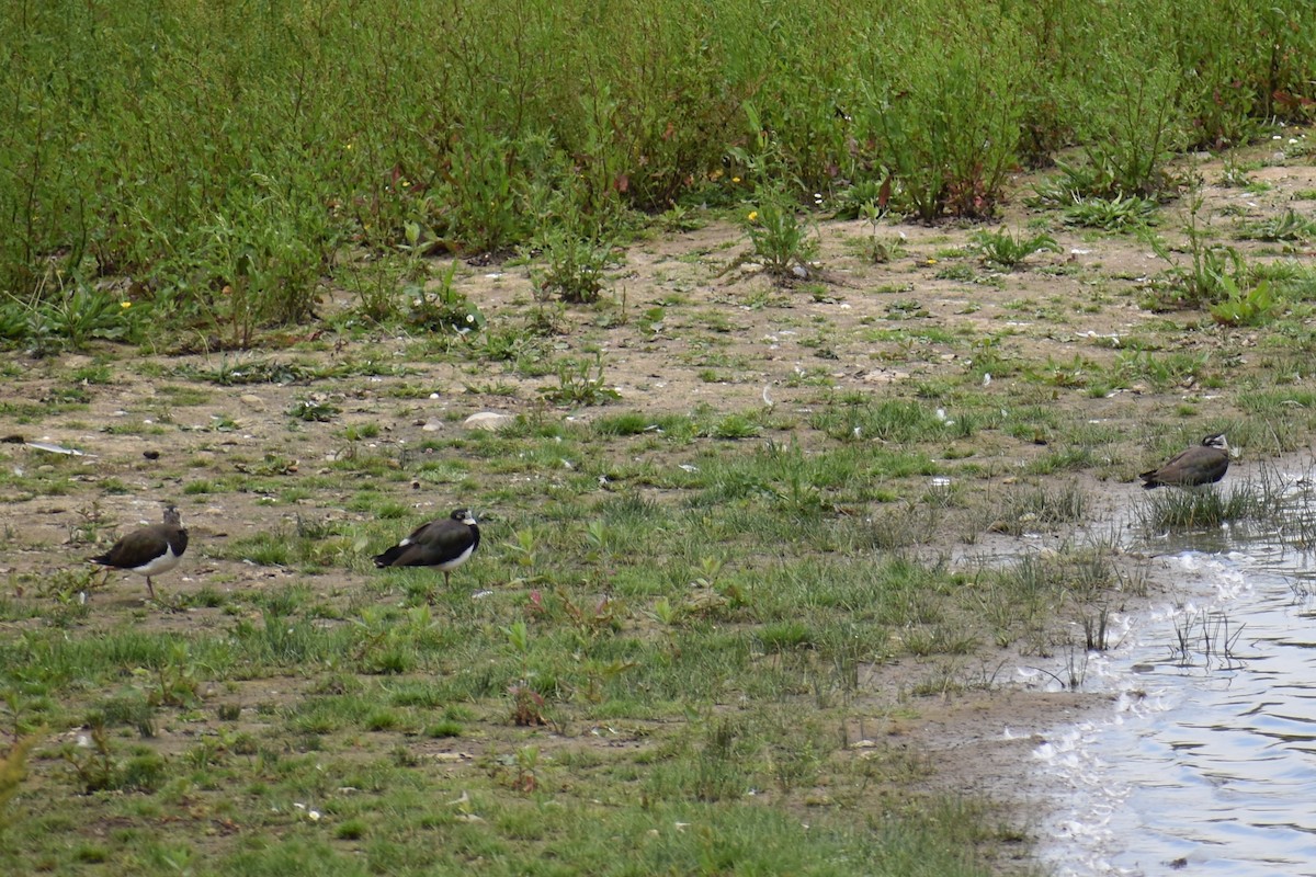 Northern Lapwing - ML366171311