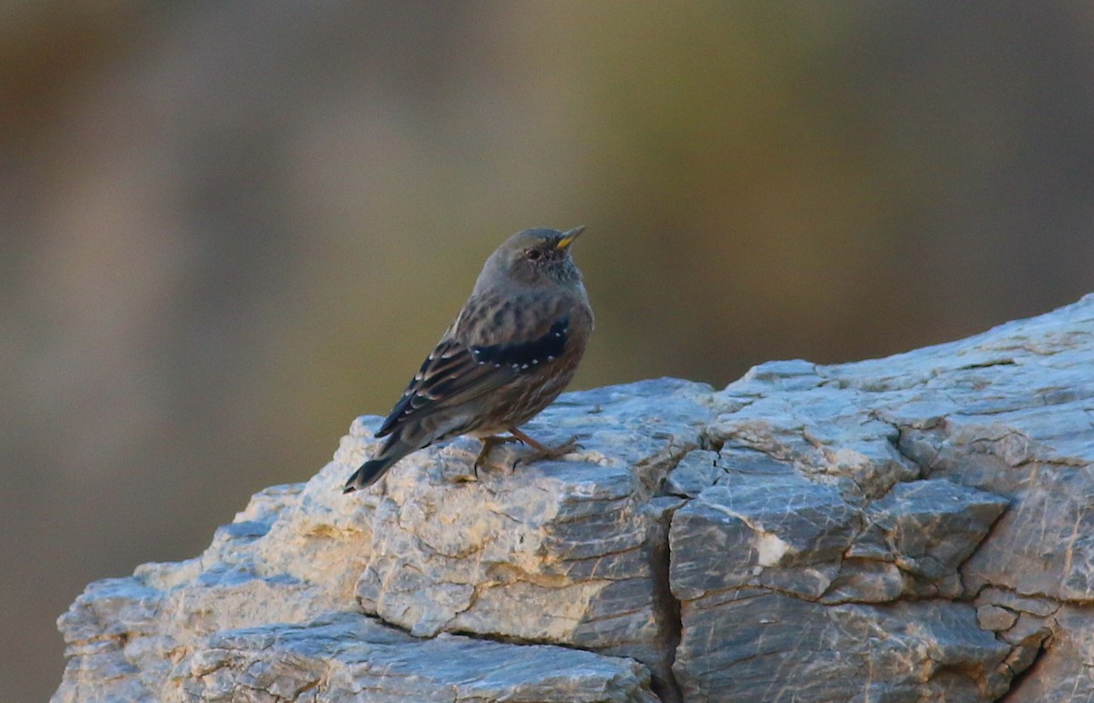 pěvuška podhorní - ML366171751