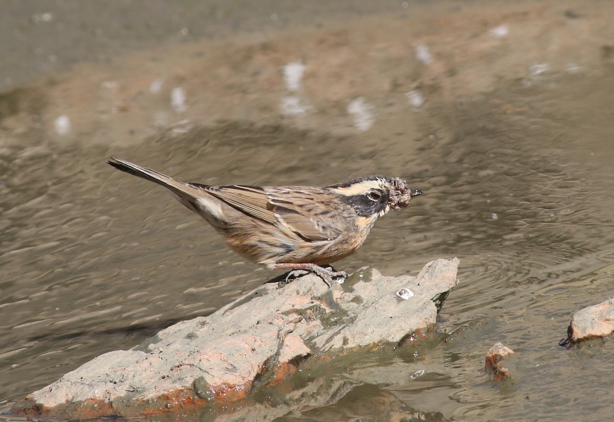 pěvuška skalní (ssp. ocularis) - ML366171761