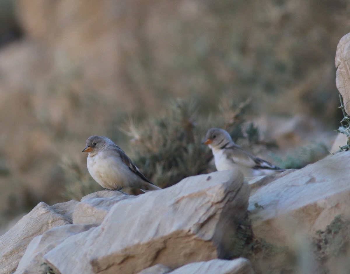 pěnkavák sněžný - ML366171791