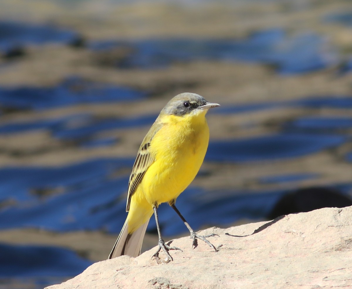 konipas luční - ML366171841