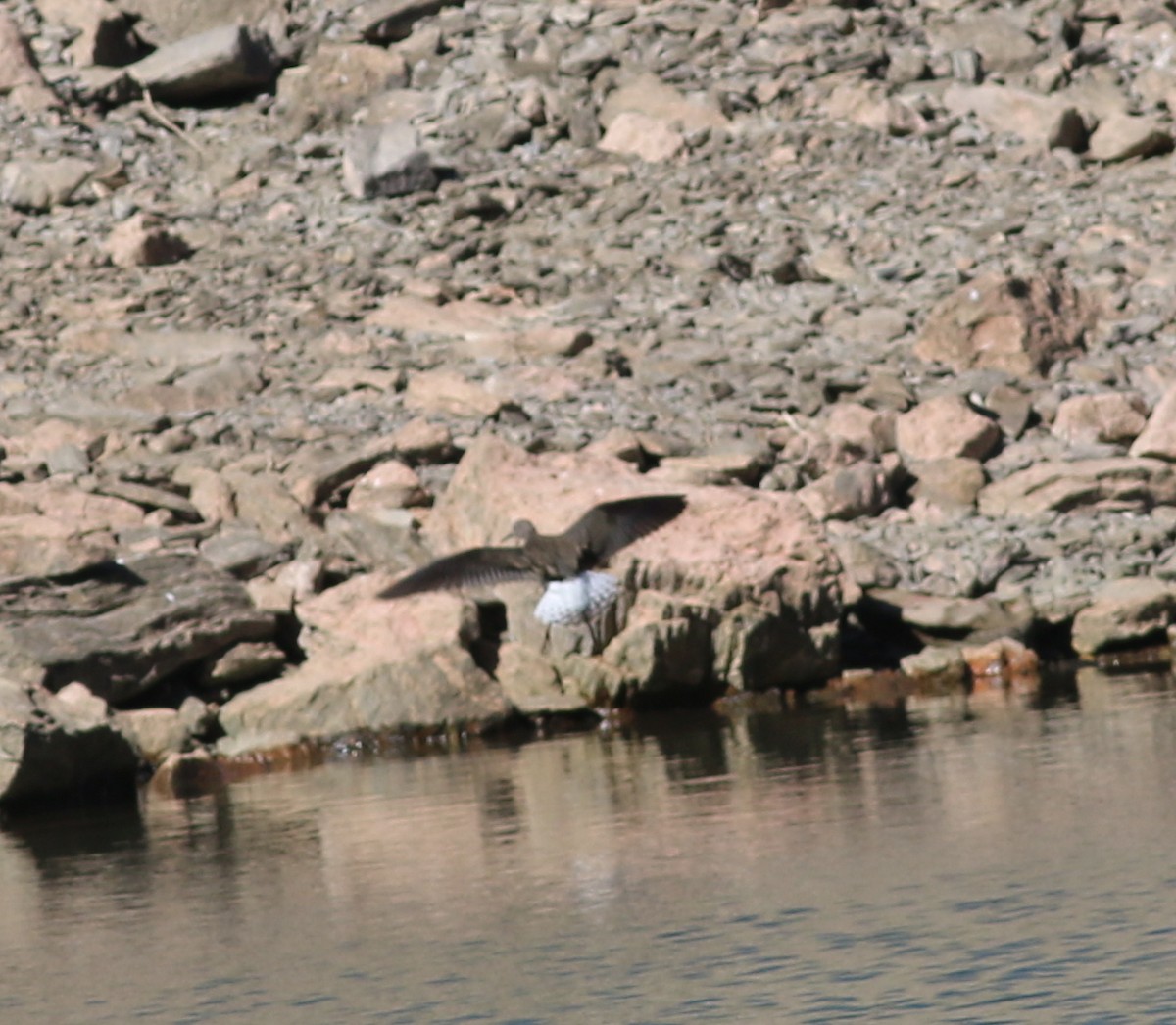 vodouš kropenatý - ML366171911