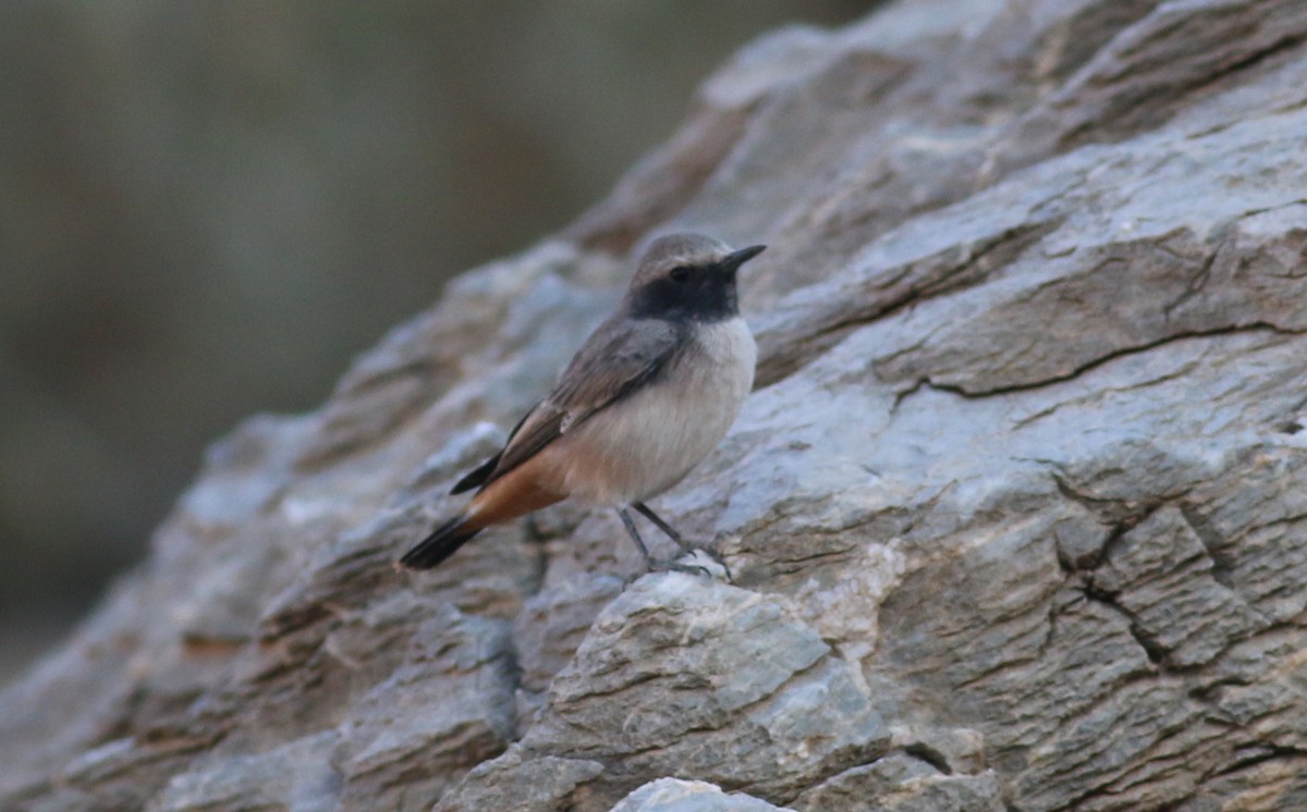 bělořit bělobrvý - ML366171941