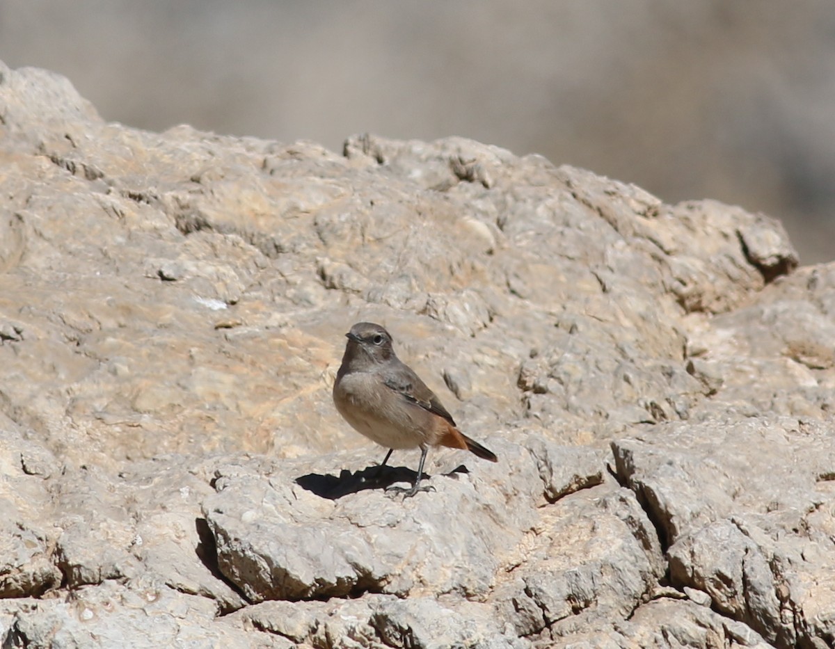 Kurdish/Persian Wheatear (Red-tailed Wheatear) - ML366172041