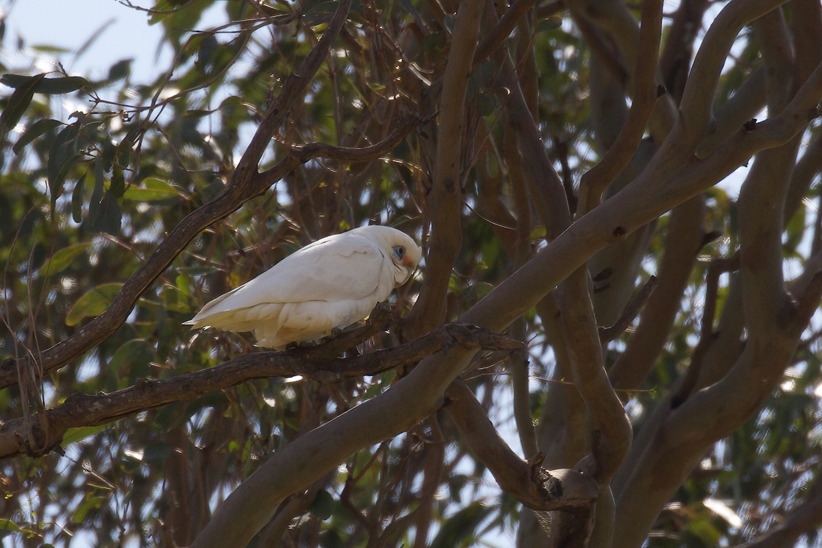 Long-billed Corella - ML366172611