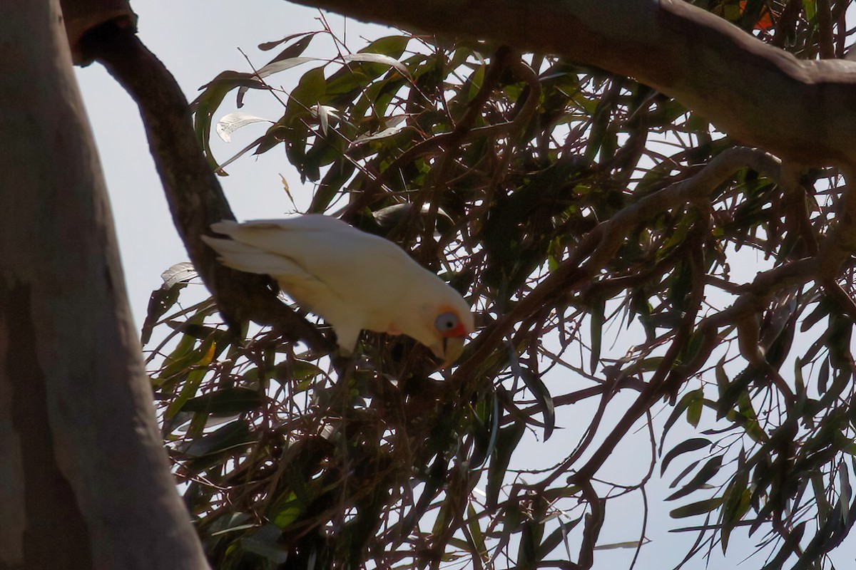 Long-billed Corella - ML366172621