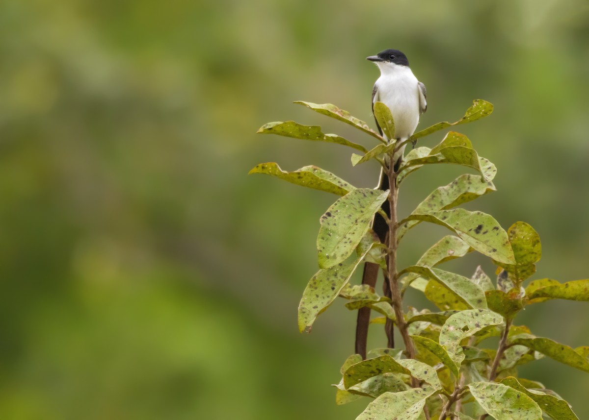 Fork-tailed Flycatcher - ML366175041