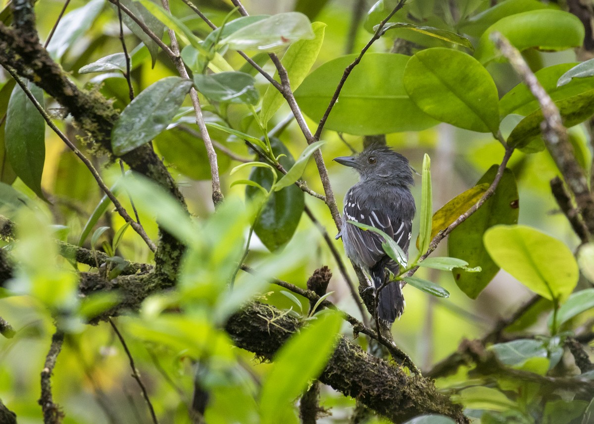 Northern Slaty-Antshrike - ML366175071