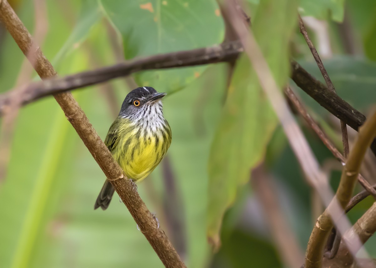 Spotted Tody-Flycatcher - ML366175111