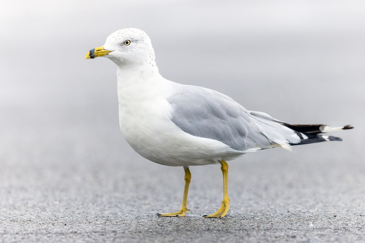 Ring-billed Gull - Brad Imhoff