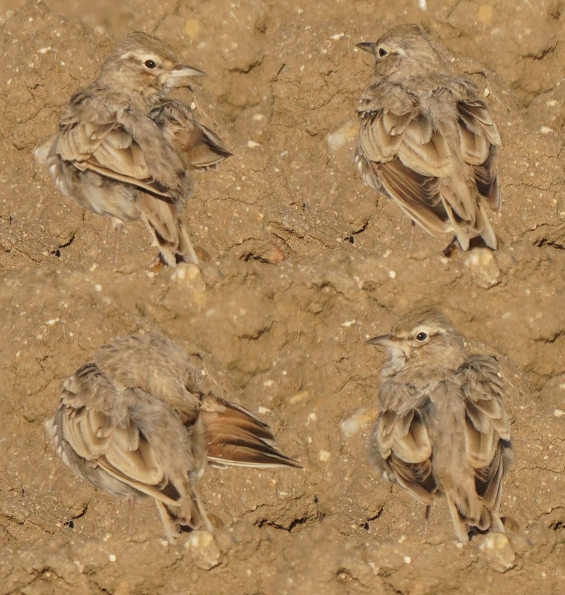 Crested Lark - ML366181021