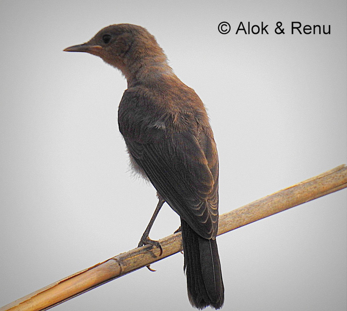 Brown Rock Chat - ML366182491