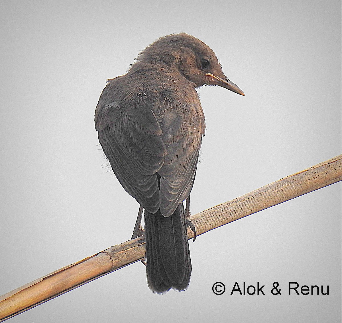 Brown Rock Chat - ML366182531