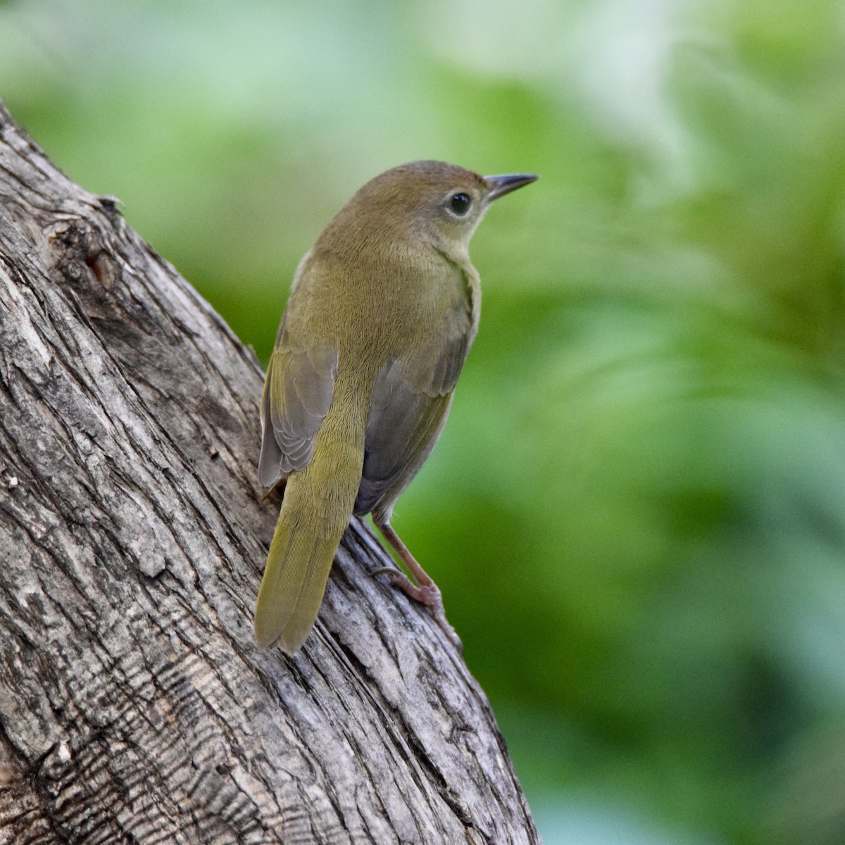 Common Yellowthroat - ML366182801