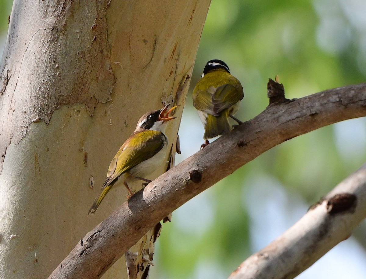 White-throated Honeyeater - ML366185581